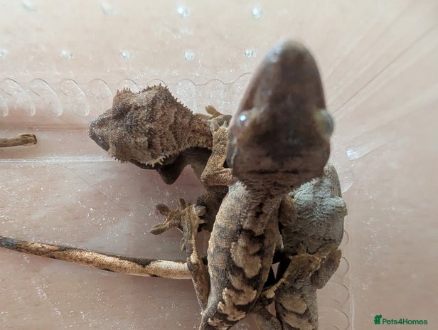 Gecko reptiles - Advert 15