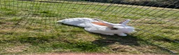 Dwarf Lop rabbits for sale: Male Dwarf Lop Rabbit needing a new home ASAP  - Advert 2