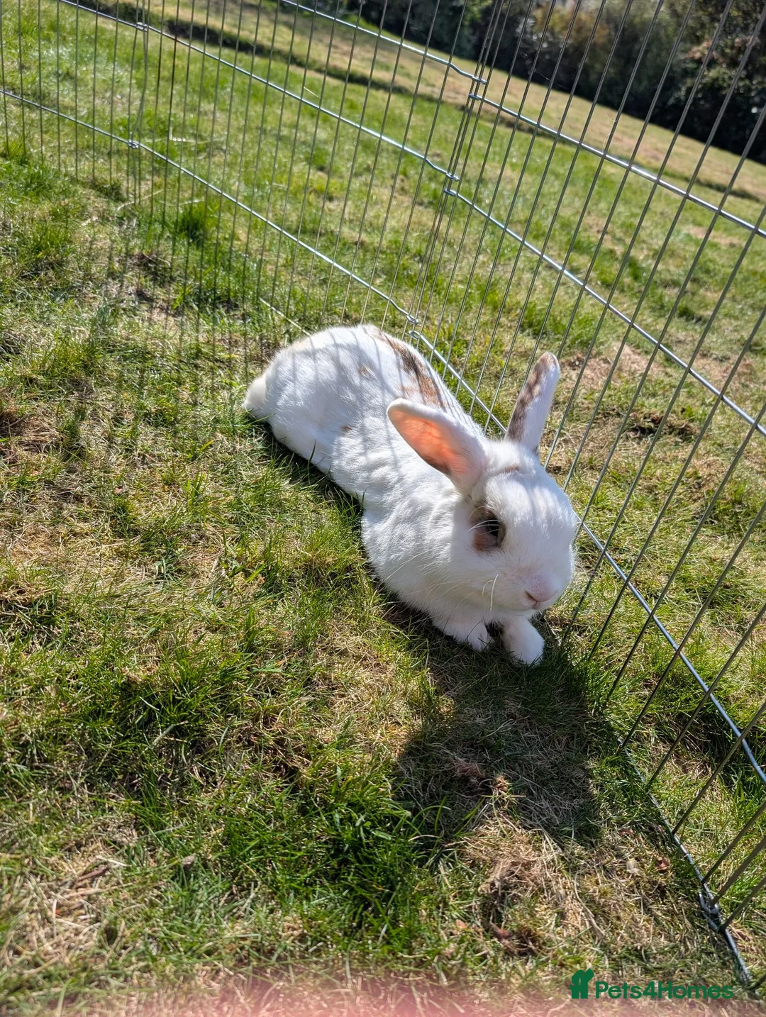 Dwarf Lop rabbits for sale: Male Dwarf Lop Rabbit needing a new home ASAP  - Advert 2