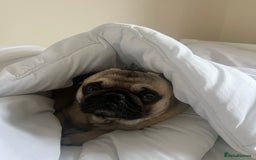 Pug dogs for stud: Brian the ultimate pug for stud only  - Image 3