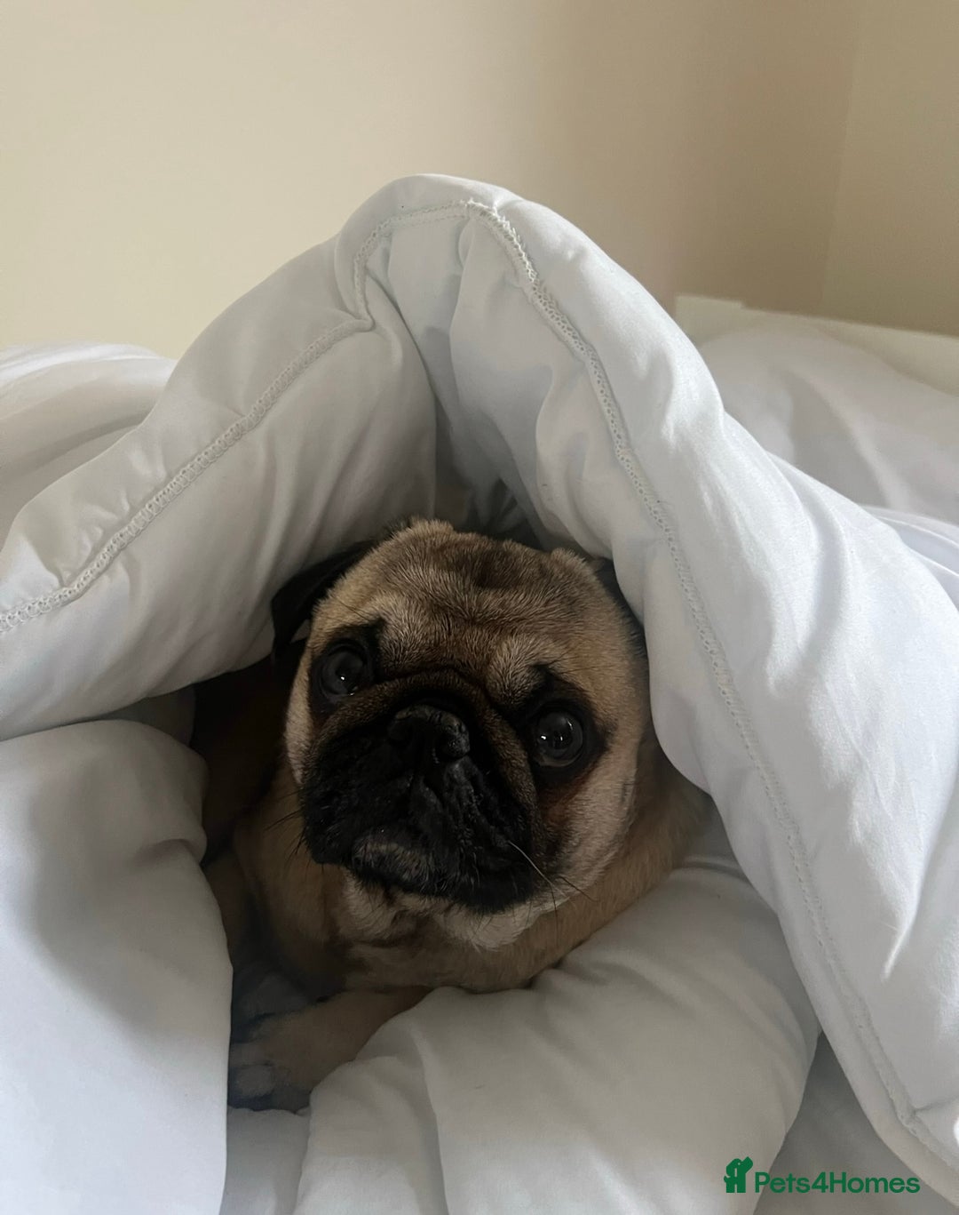 Pug dogs for stud: Brian the ultimate pug for stud only  - Image 3