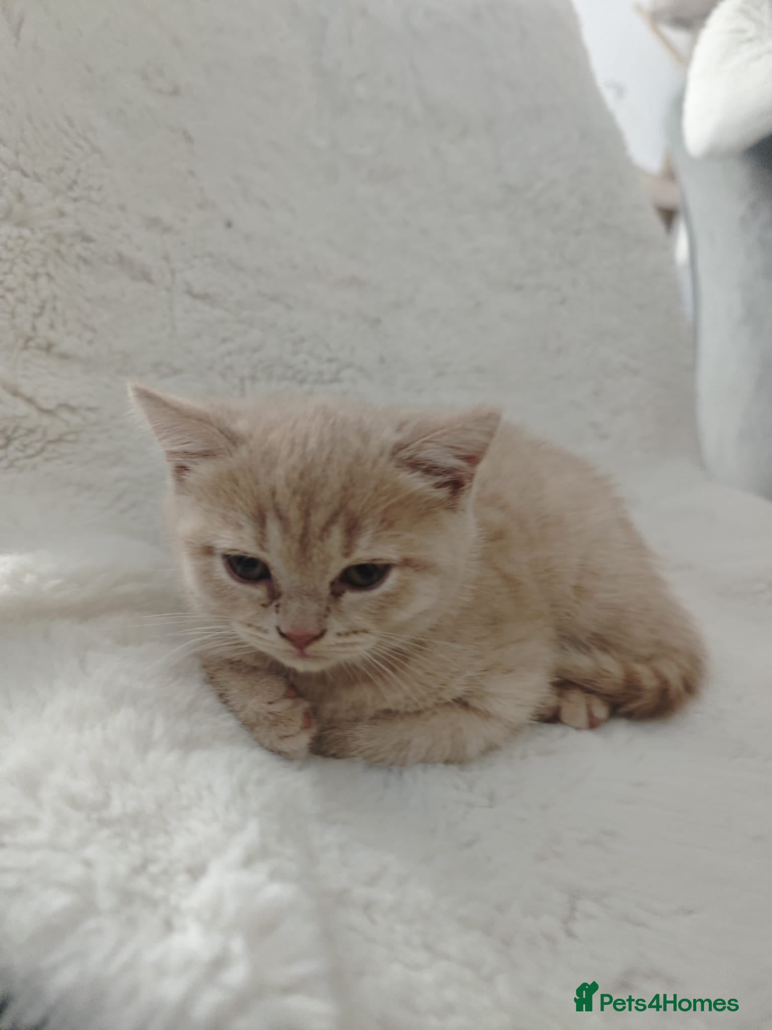 British Shorthair cats British Shorthair kittens – home raised  - Advert 11