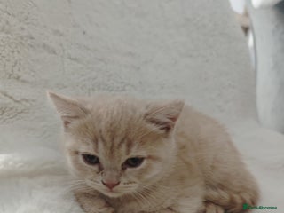 British Shorthair cats British Shorthair kittens – home raised - Advert 4