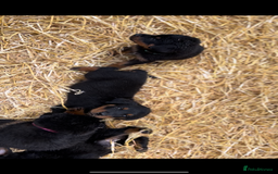Rottweiler dogs for sale: LAST PUPS REMAINING. READY TO LEAVE  - Image 8