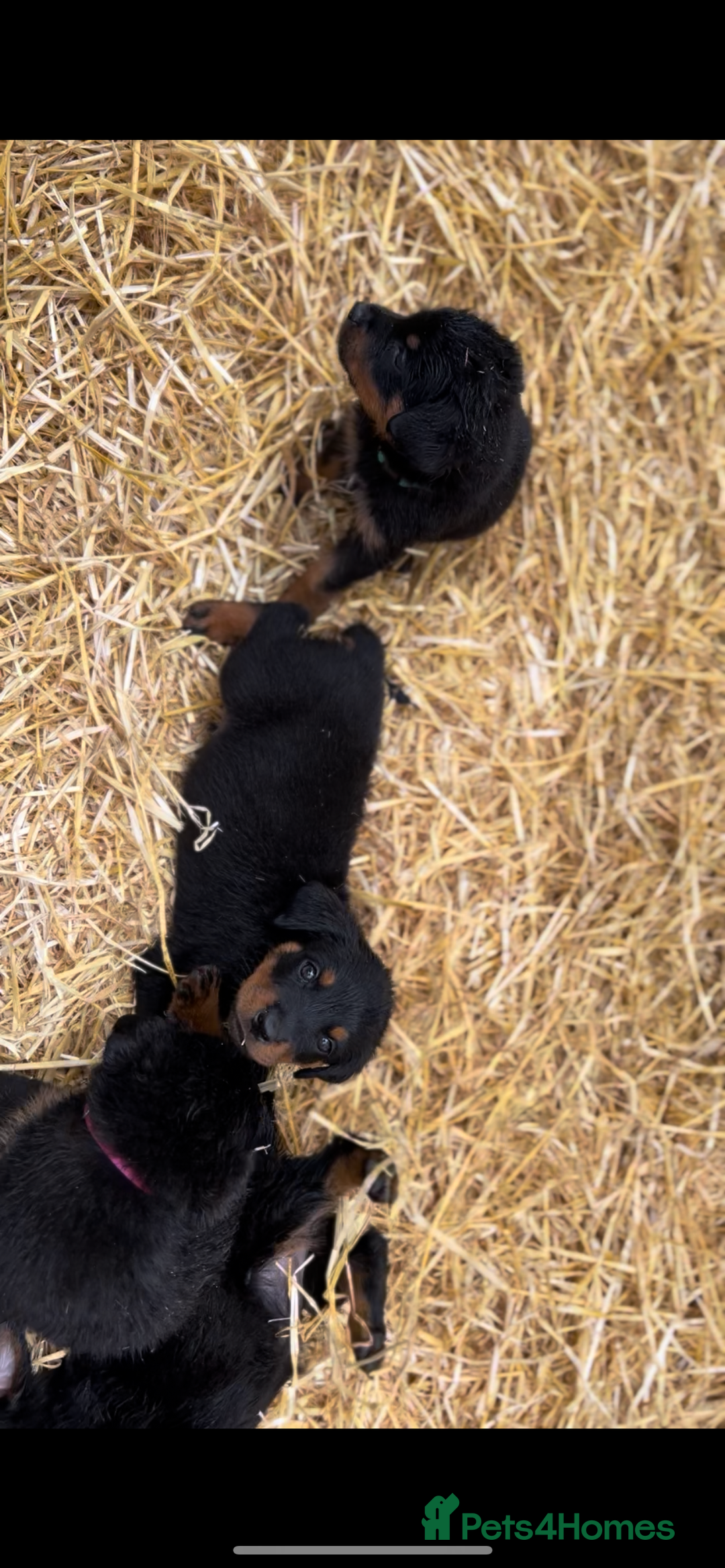 Rottweiler dogs for sale: LAST PUPS REMAINING. READY TO LEAVE  - Image 8
