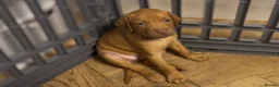Mixed Breed dogs for sale: Beautiful Staffy/Viszla Puppies for Loving Homes - Advert 21