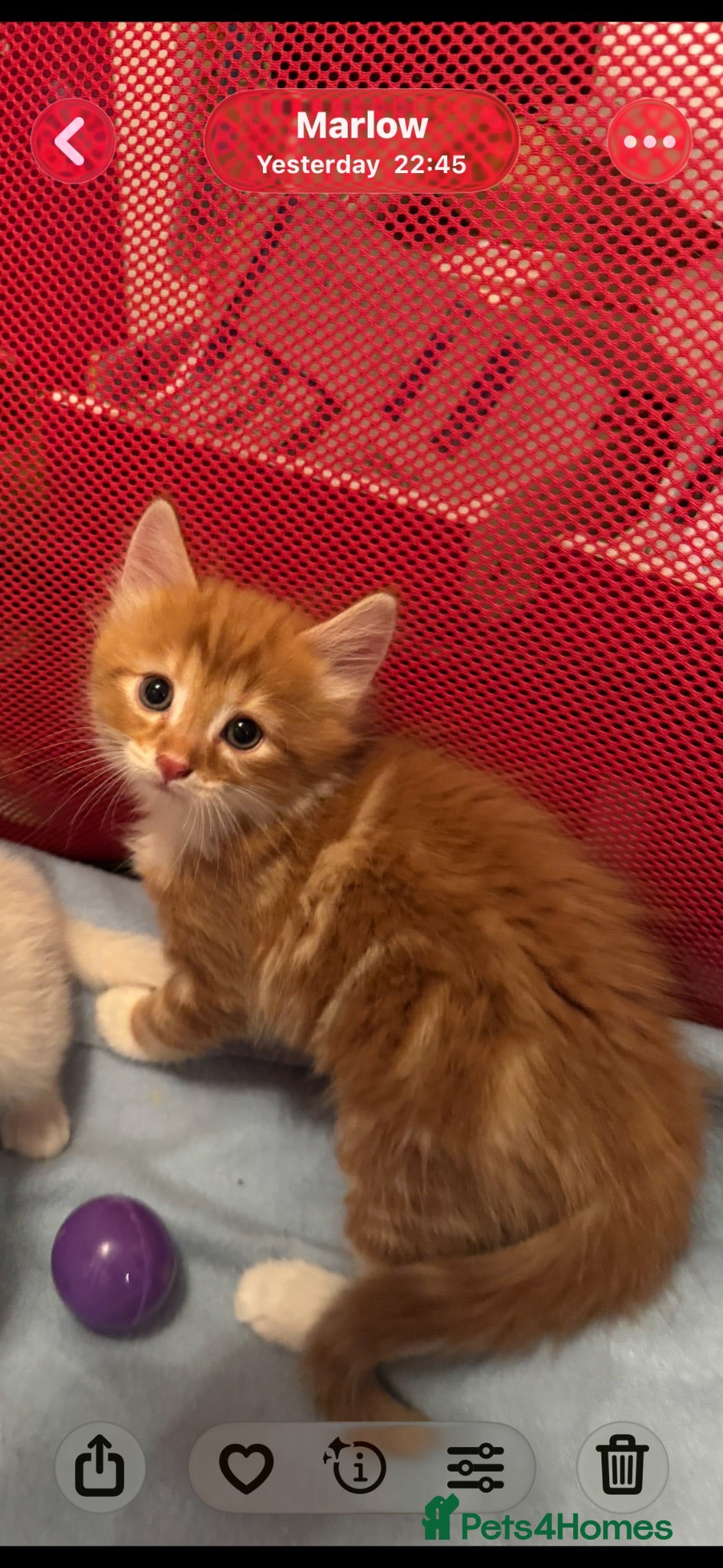 Mixed Breed cats Beautiful kittens long and short haired for sale  - Advert 4
