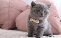 British Shorthair cats for sale: ❤️British Shorthair Kittens GCCF -Ready December  - Image 12
