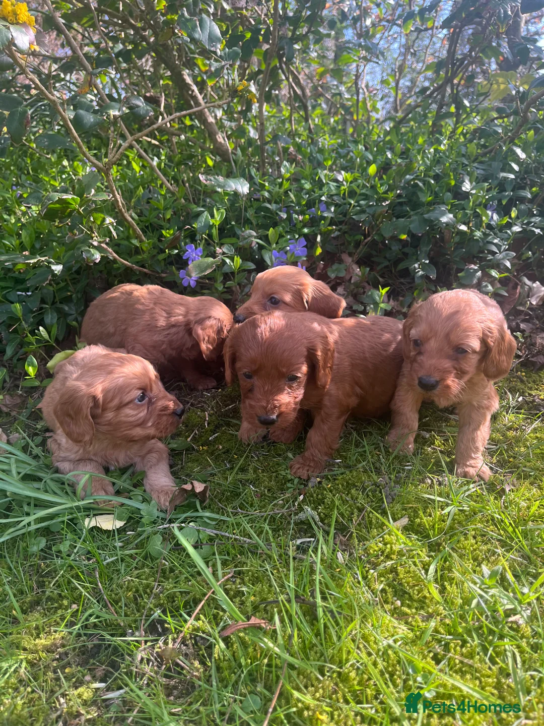 Cockapoo dogs for sale: Cockapoo puppies  - Advert 20