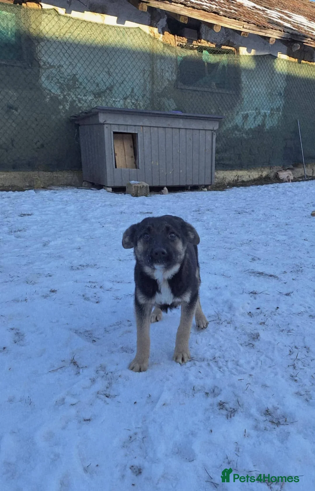 Mixed Breed dogs for adoption: Roquefort for adoption - Advert 11