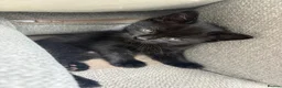 Mixed Breed cats for sale: Beautiful kittens - Advert 6