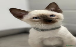 Siamese cats for sale: GCCF Registered Traditional Siamese Kittens  - Image 17