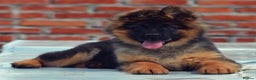 German Shepherd dogs for sale: 💥Champion🩸line KC Reg GermanShepherd puppy’s GSD - Advert 3