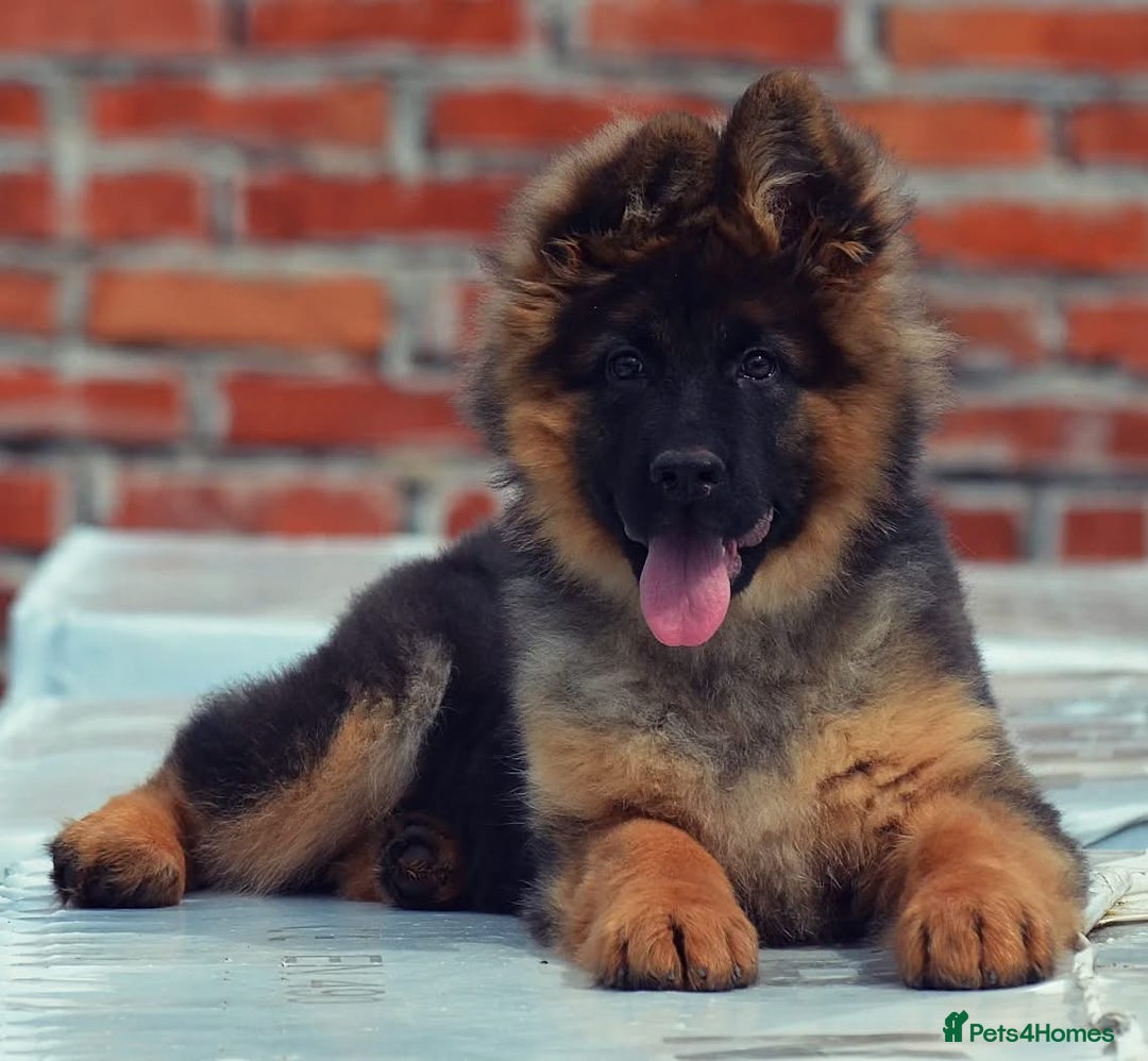 German Shepherd dogs for sale: 💥Champion🩸line KC Reg GermanShepherd puppy’s GSD - Advert 3
