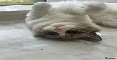 Ragdoll cats - Advert 15