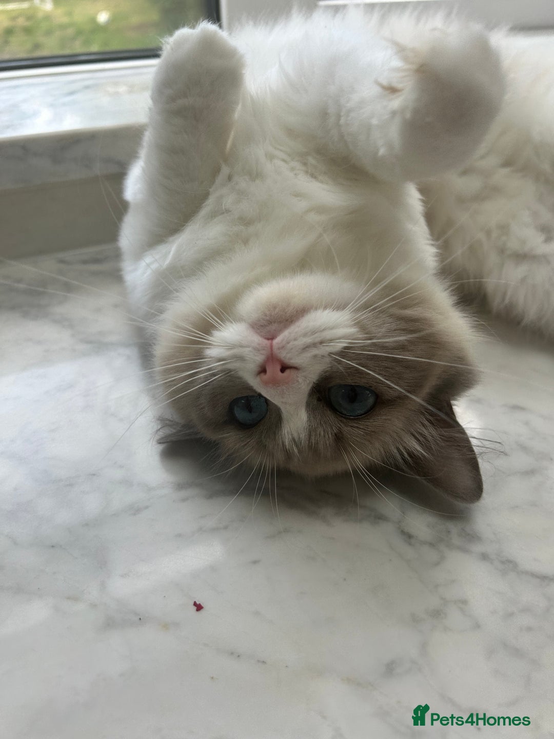 Ragdoll cats for sale: Beautiful Ragdolls Available. - Image 3