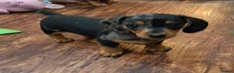 Miniature Dachshund dogs for sale: Stunning Miniature Smooth Haired boy puppy - Advert 5