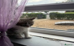 British Shorthair cats for sale: Last one left grey and white female  - Image 22