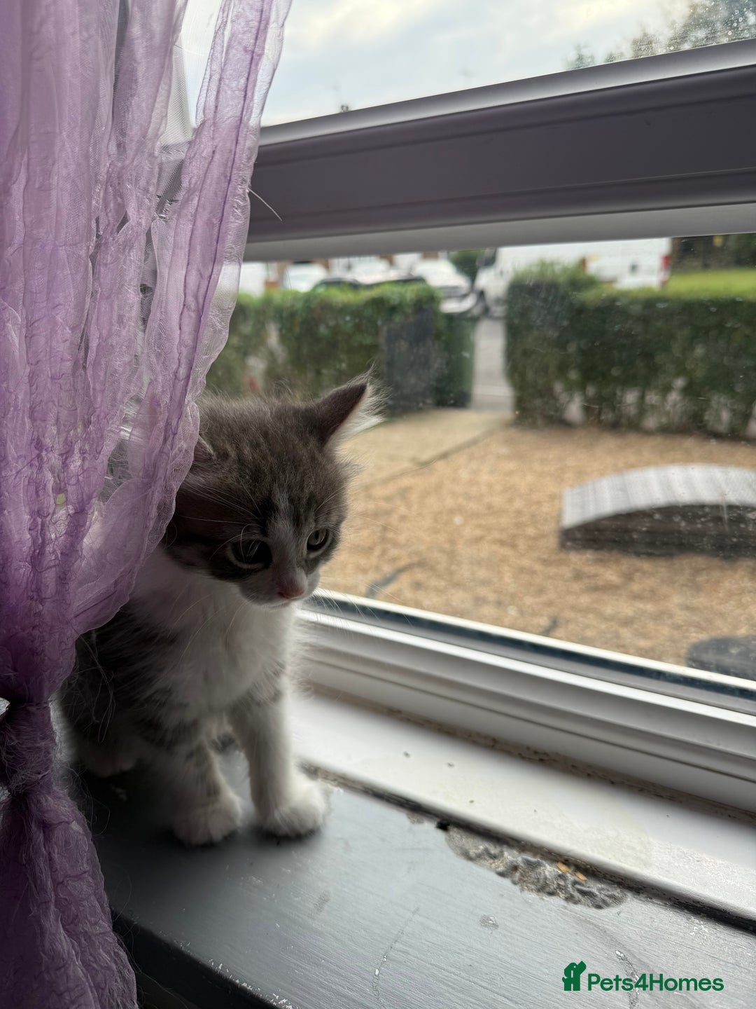British Shorthair cats for sale: Last one left grey and white female  - Image 22