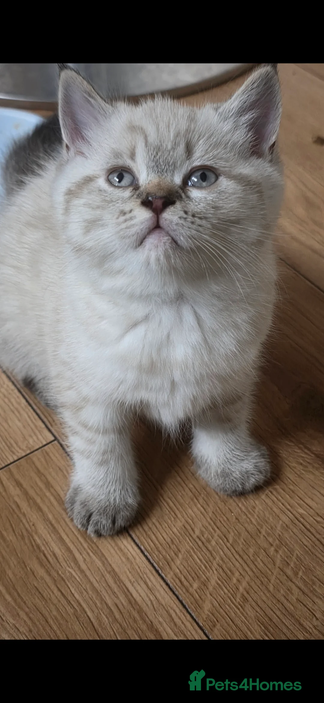 Mixed Breed cats for sale: Ragdoll cross British shorthair  - Advert 5