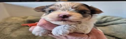 Yorkshire Terrier dogs for sale: Reduced last boy blueberry Yorkshire Terrier  - Advert 22