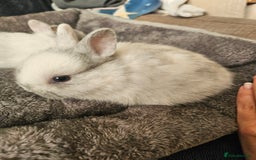 Netherland Dwarf rabbits for sale: Blue and Magpie boys - Advert 14