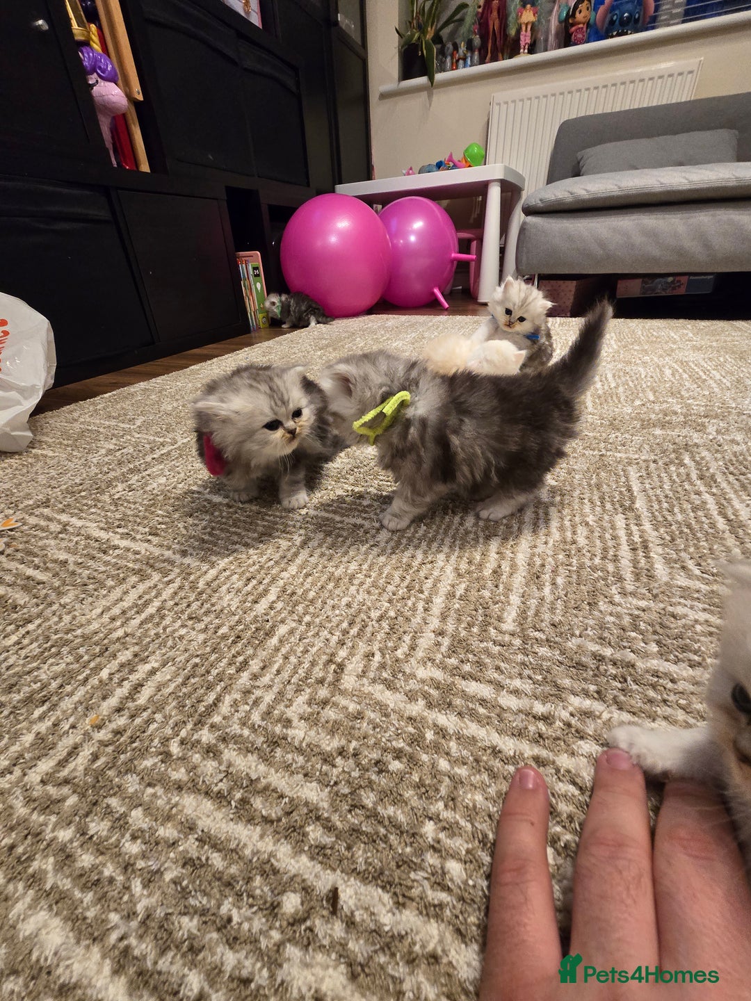 Persian cats for sale: Persian fluffy angels - Advert 24