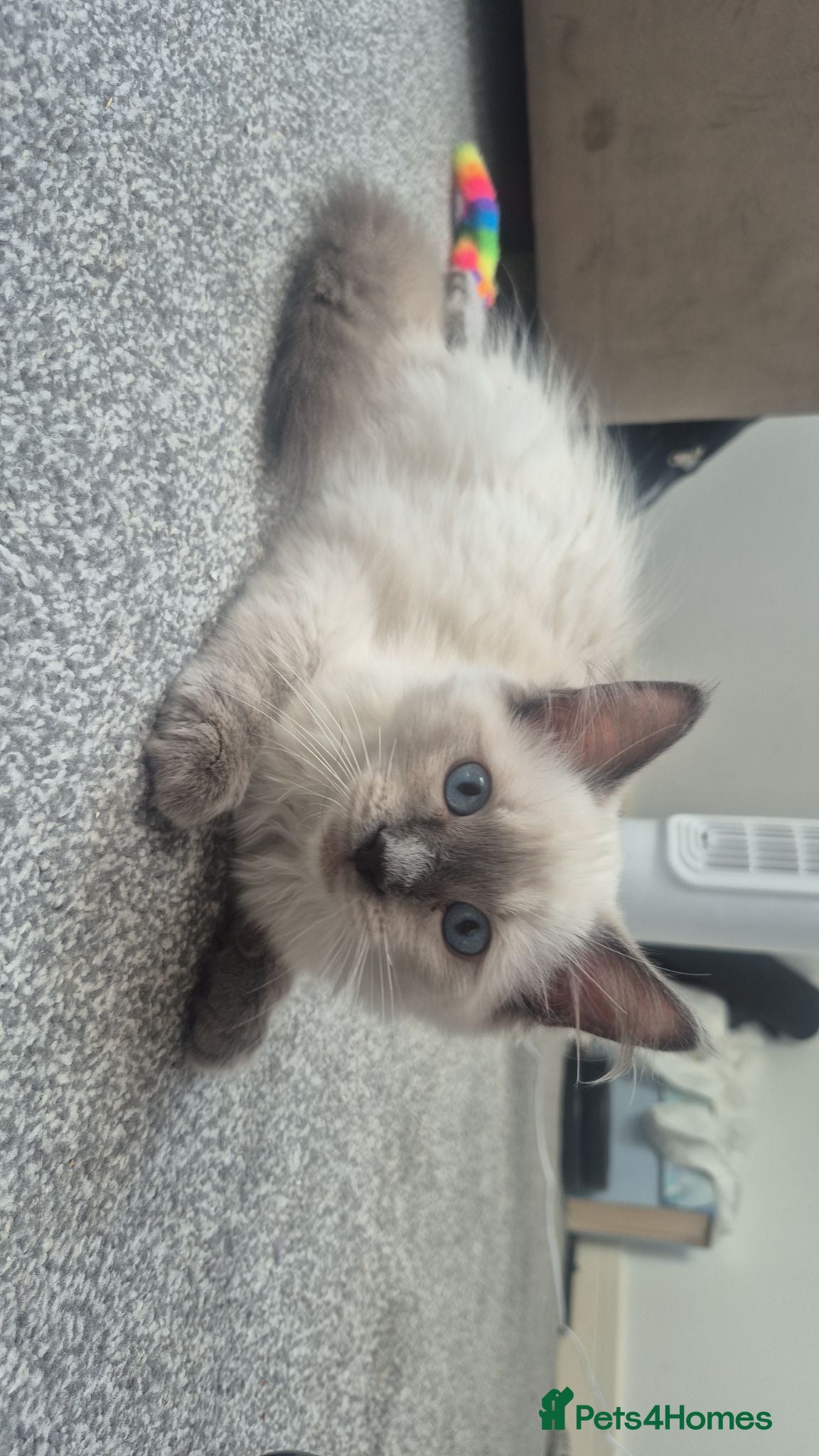 Ragdoll cats Baby Stanley - 14w/o male ragdoll  - Advert 15