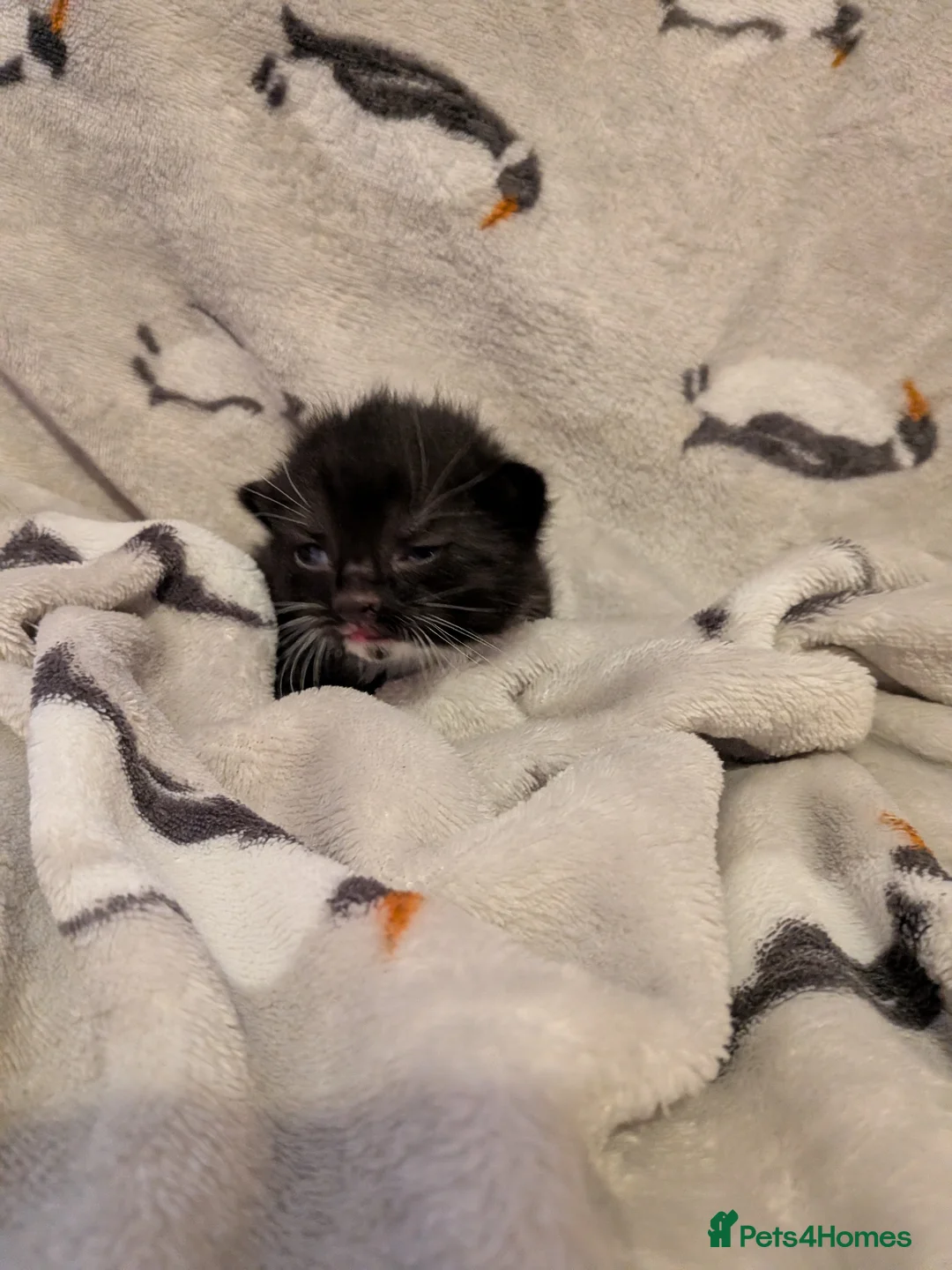 Mixed Breed cats for sale: Gorgeous mixed breed kittens - Advert 2