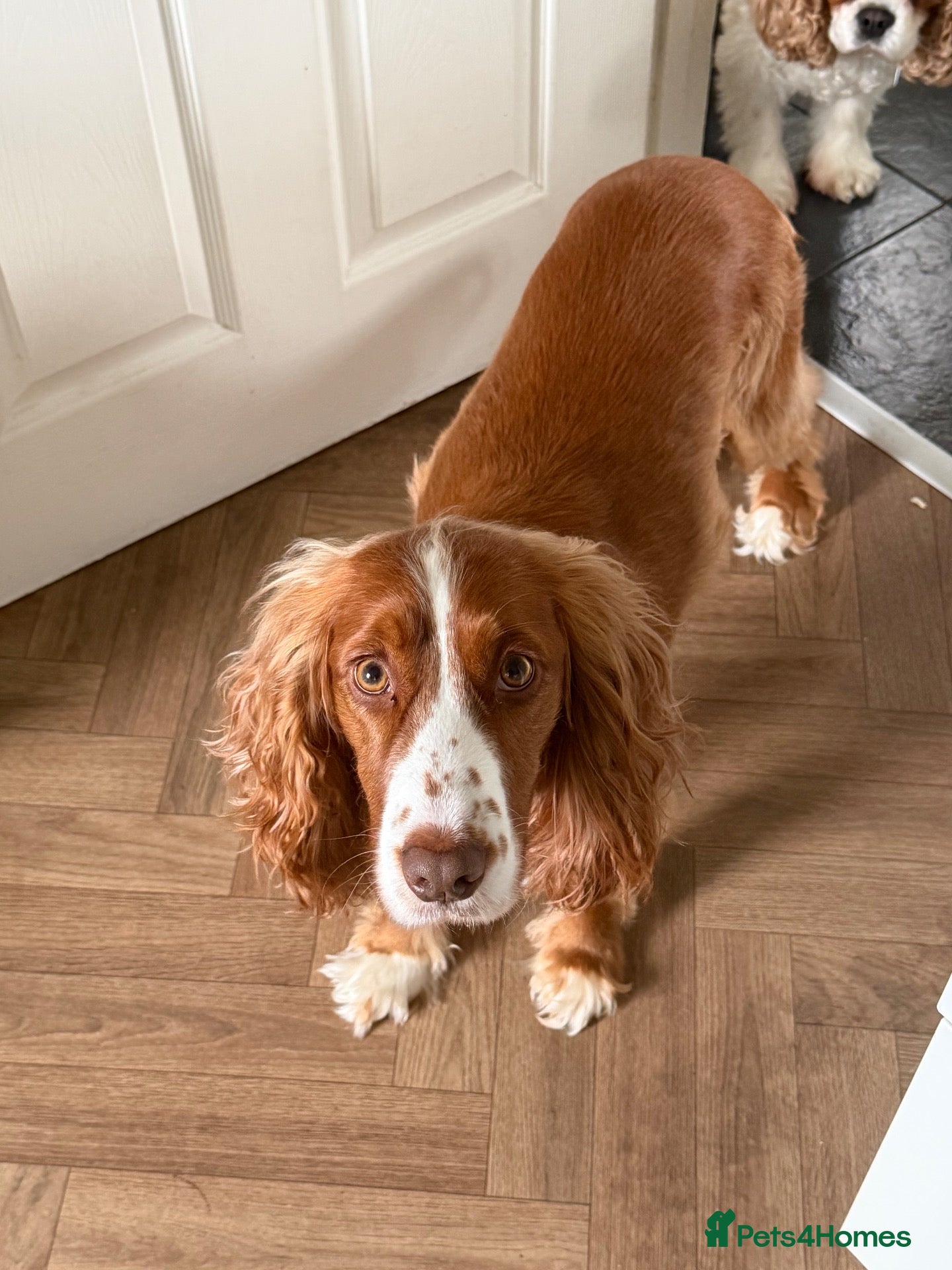 Cocker Spaniel dogs Thor is a 3 year old neutered male cocker spaniel - Advert 3