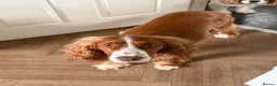 Cocker Spaniel dogs for sale: Thor is a 3 year old neutered male cocker spaniel - Advert 1