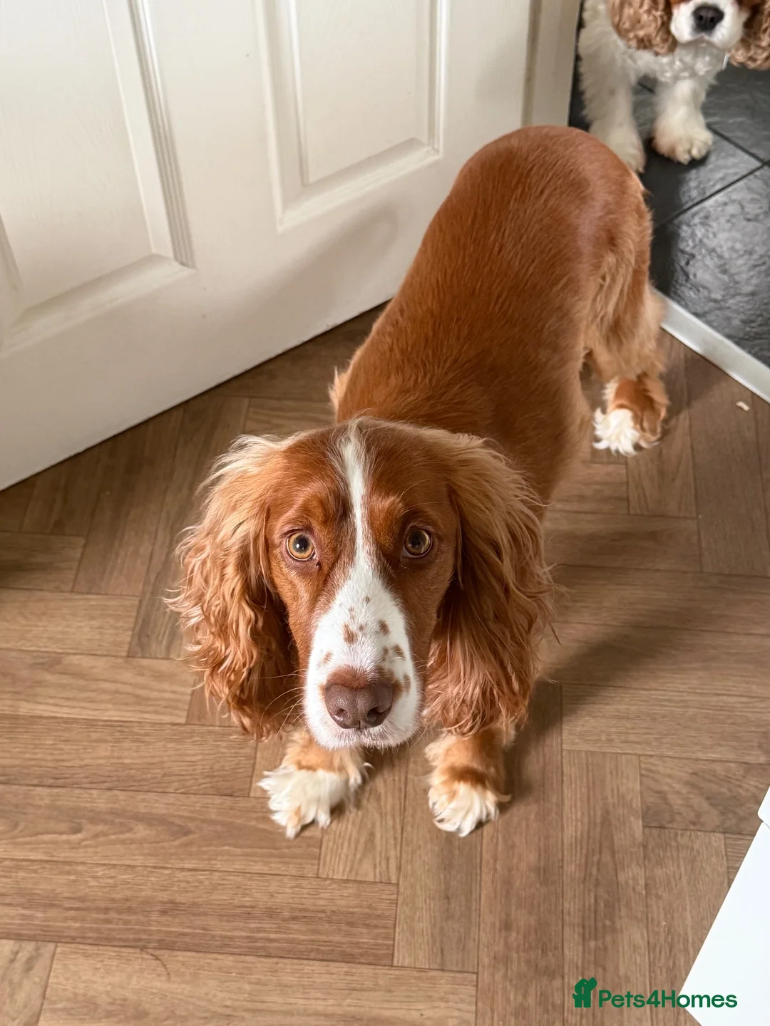 Cocker Spaniel dogs for sale: Thor is a 3 year old neutered male cocker spaniel - Advert 1