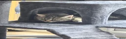 Mixed Breed cats for sale: 5 beautiful female kittems - Advert 9