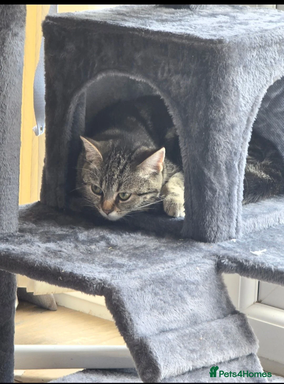Mixed Breed cats for sale: 5 beautiful female kittems - Advert 9