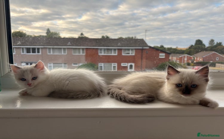Ragdoll cats - Advert 3
