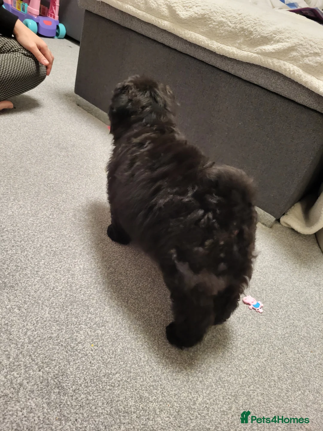 Pomapoo dogs for sale: Stunning Pomapoo Boys Looking for Love 🐾 - Advert 6