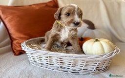 Australian Labradoodle dogs for sale: Pure Multigen Australian Labradoodle Puppies - Image 2