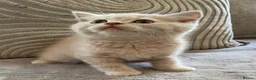 British Shorthair cats for sale: GCCF British Shorthair Kittens  in Southampton - Advert 8
