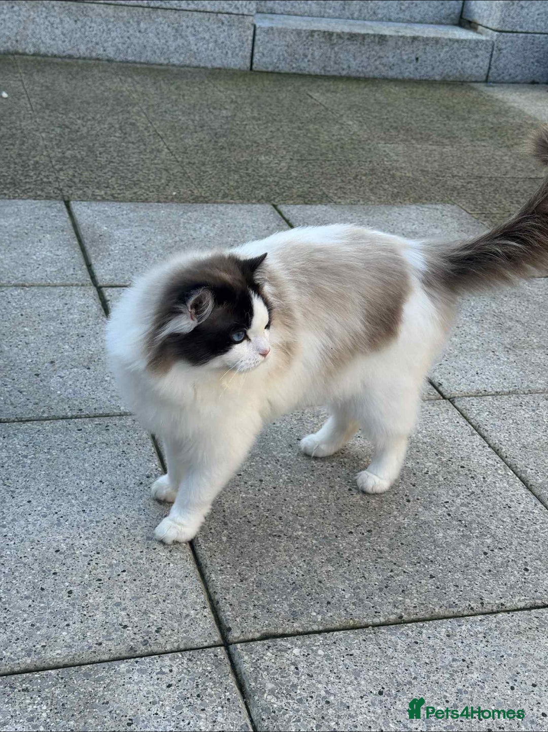 Ragdoll cats for sale: Rogdoll Boy  - Advert 5