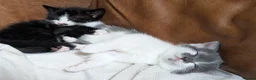Mixed Breed cats for sale: Well-Socialised & Snuggly Kittens - Advert 3