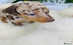 Miniature Dachshund dogs for sale: Miniature Dachshund KC Registered  - Image 10