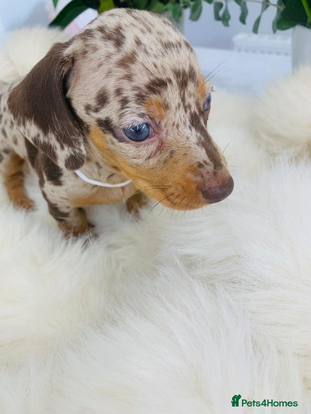 Miniature Dachshund dogs for sale: Miniature Dachshund KC Registered  - Image 10