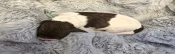 Sproodle dogs for sale: Springer Spaniel Miniature Poodle Sproodle Puppies - Advert 26