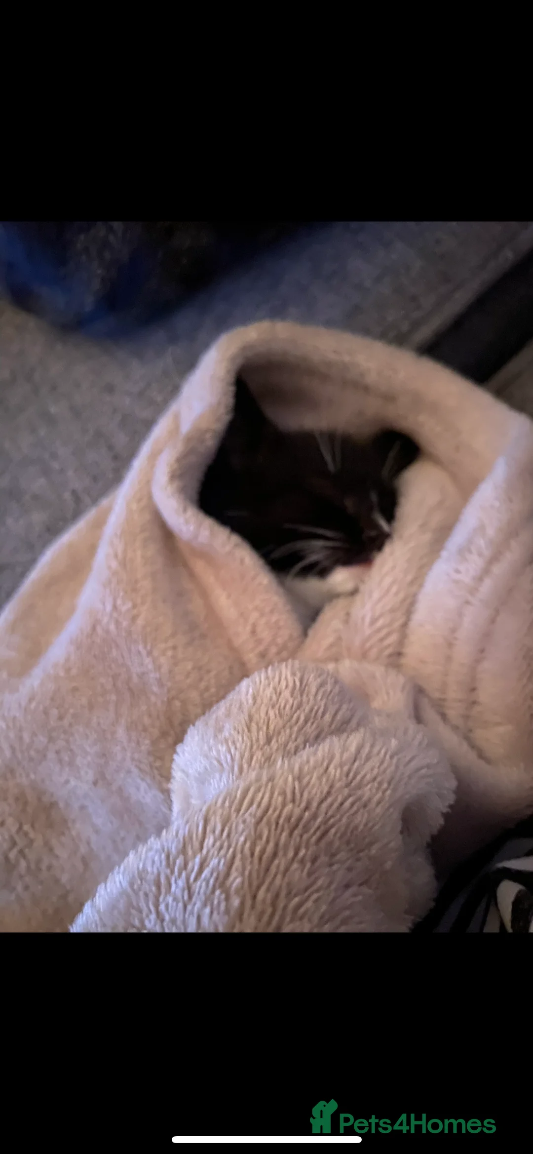 Mixed Breed cats for sale: 1 female kitten left - Advert 4