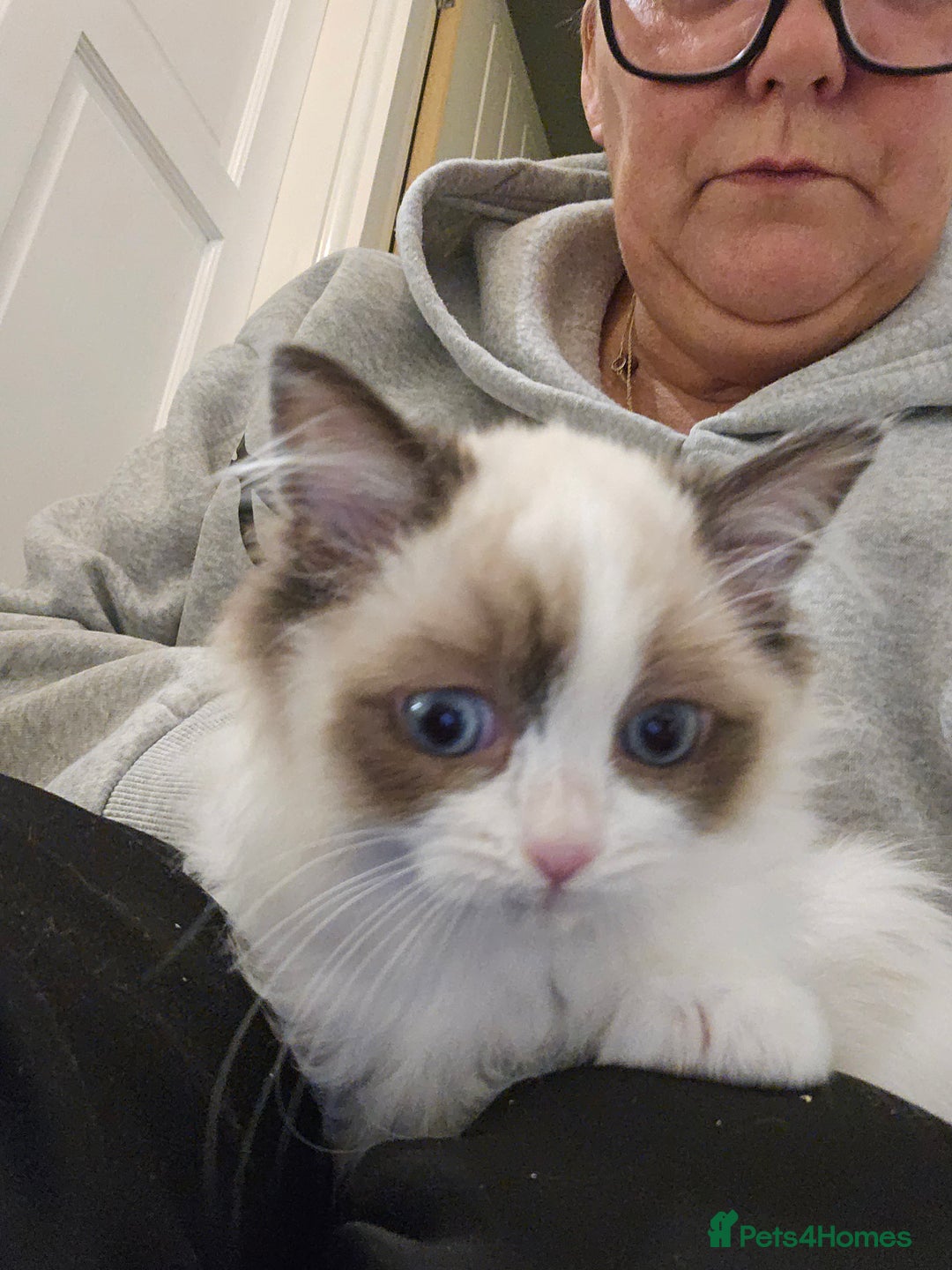 Ragdoll cats for sale: Ready now, 1 male and 3 female ragdoll kittens - Image 7