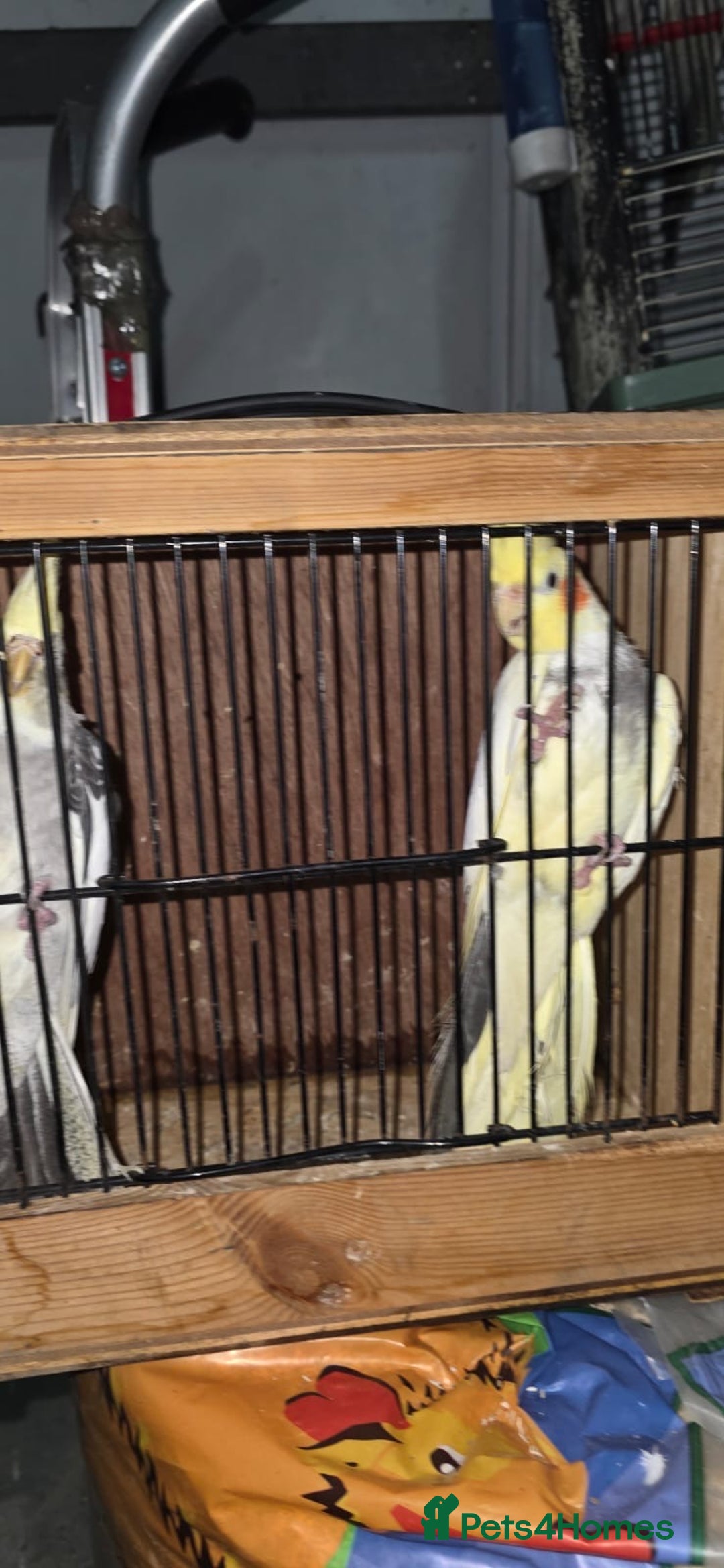 Cockatiels birds for sale: Cocktails  - Advert 2