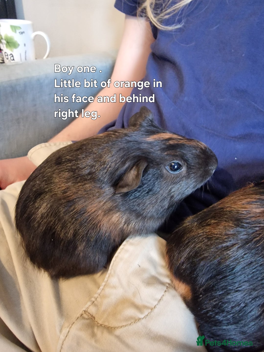Guinea Pig rodents for sale: Beautiful baby guinea pigs. in Basildon - Image 22