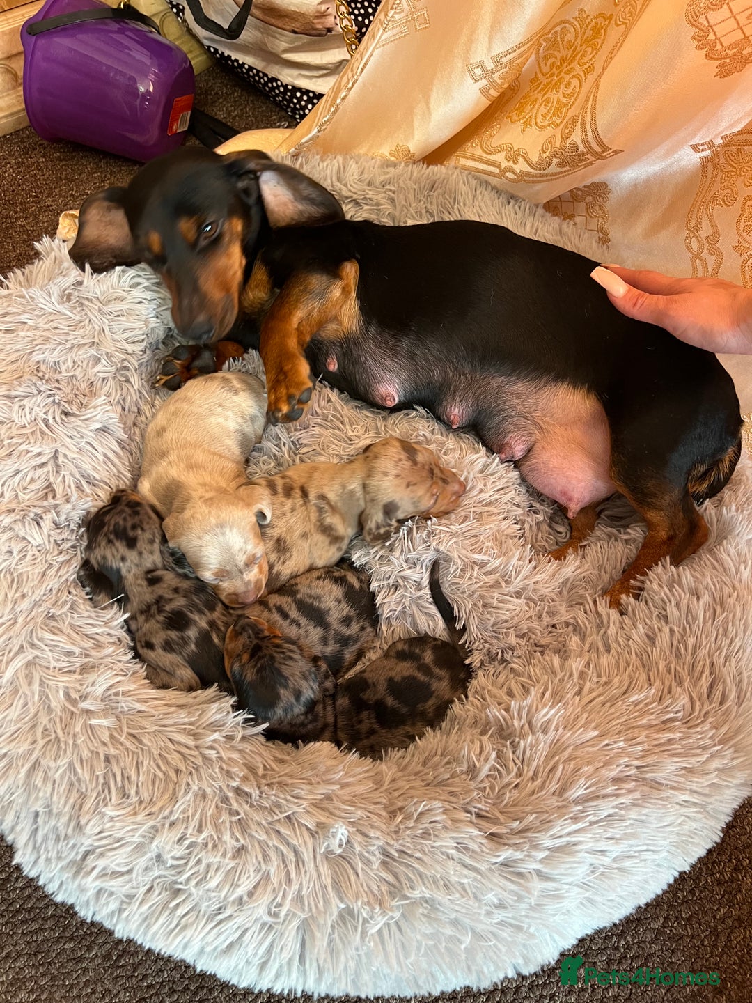 Miniature Dachshund dogs for sale: gorgeous dachshund puppy 🐶🐾 - Image 12