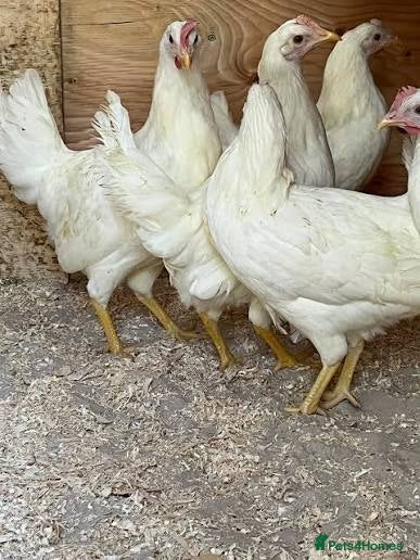 Chickens poultry Leghorn  - Advert 1