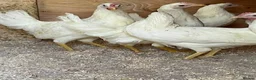 Chickens poultry for sale: Leghorn  in Leeds - Advert 1